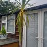Palm Tree Image 3
