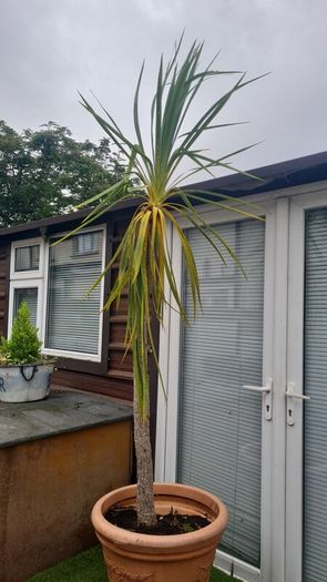 Palm Tree