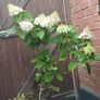 Mature Hydrangea Plant in a Pot Image 2