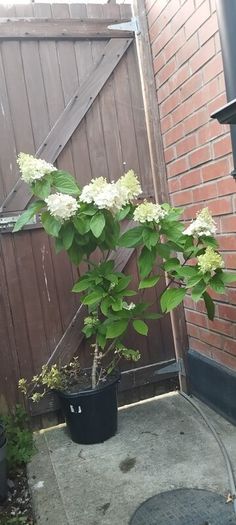 Mature Hydrangea Plant in a Pot