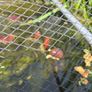 pond Image 4
