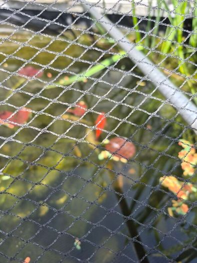 pond