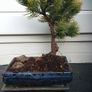 Bonsai Image 2