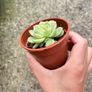 plant Image 3