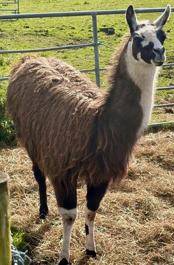 Llamas