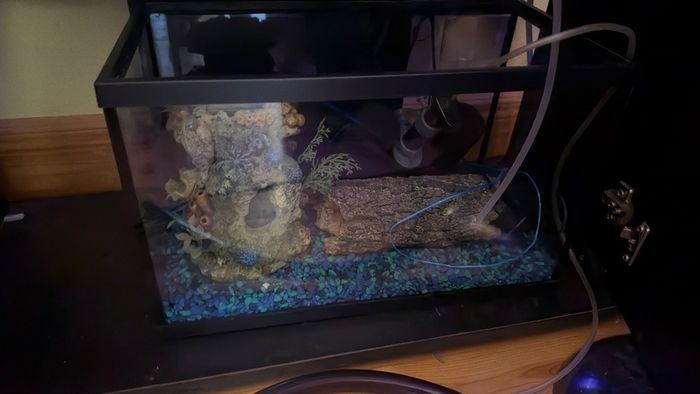 fish tank