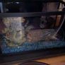 fish tank Image 5