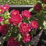 (A) China Aster seeds 0.3g Pinocchio (228115) Image 2