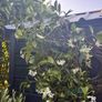 215cm trachelospermum  jasmine highly scented flower jasmine in new rattan pot Image 6