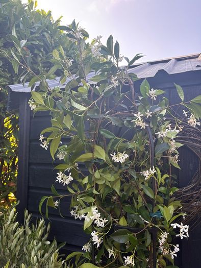 215cm trachelospermum  jasmine highly scented flower jasmine in new rattan pot