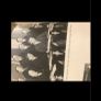 Life & Times of Eamon DeValera Image 10