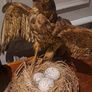 2 Taxidermy Birds Image 5
