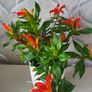 Aeschinantus. '' Lipstick plant''  ''Golden Fish'' house plant. Image 8