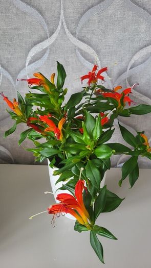 Aeschinantus. '' Lipstick plant''  ''Golden Fish'' house plant.