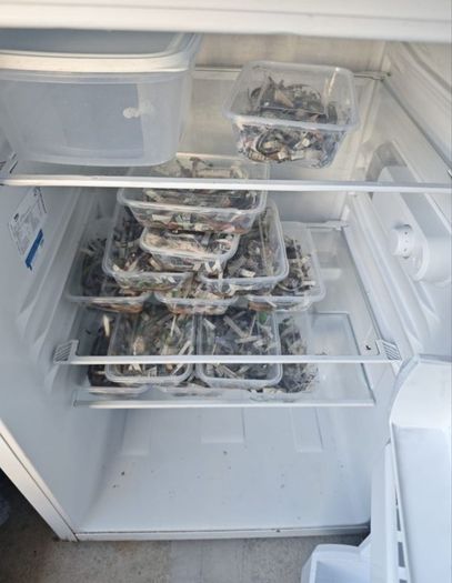 Ragworms for fishing
