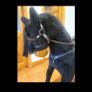 MJ Extra Large 'Uranus' Rocking Horse Image 5