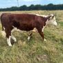 Heifers Image 4