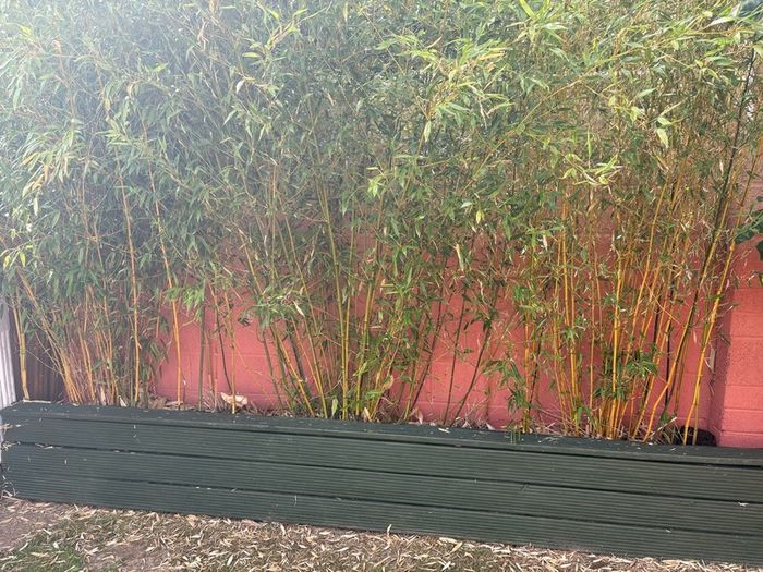 bamboo