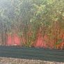 bamboo Image 2