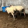 Rams Image 5