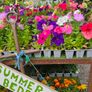 Summer Bedding Flowers, Trailing Plants Image 3