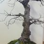 Bonsai For Sale ( 2 ) , Small Leaf Elm Image 4