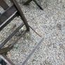 Solid Teak Table and chairs Image 5