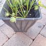 Organic strawberry and wild berries plant Image 2