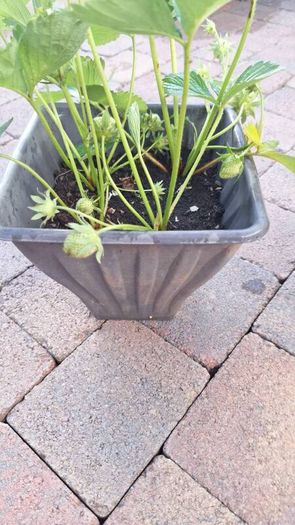 Organic strawberry and wild berries plant