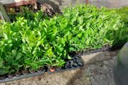 Laurel Hedging