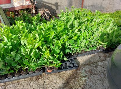 Laurel Hedging