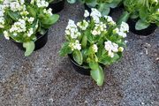 Calandiva planters
