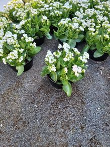 Calamdiva planters