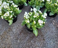 Calamdiva planters