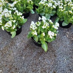 Calamdiva planters