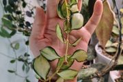 Hoya Heuschkeliana variegated and albomarginata