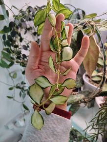 Hoya Heuschkeliana variegated and albomarginata
