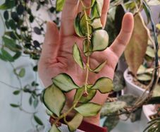 Hoya Heuschkeliana variegated and albomarginata