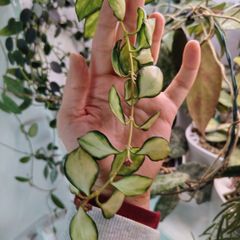 Hoya Heuschkeliana variegated and albomarginata