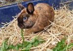 rabbit