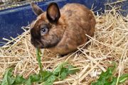 rabbit
