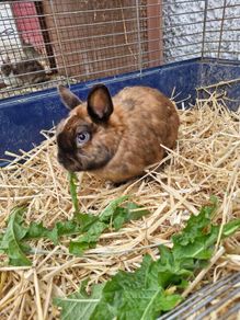 rabbit