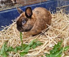 rabbit