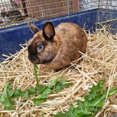 rabbit