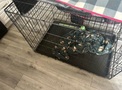 dog crate