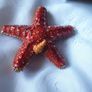 Starfish Ornament Image 7
