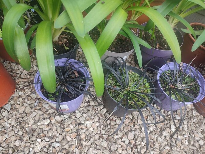 Ophiopogon, evergreen black leaved grass that has lilac flowers in summer x 3 LEFT at 7.00  euro each