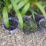 Ophiopogon, evergreen black leaved grass that has lilac flowers in summer x 3 LEFT at 7.00  euro each Image 2