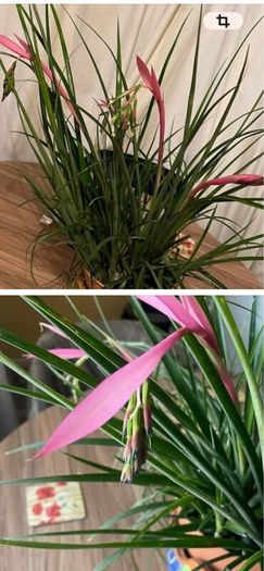 Queens tears plant , mature thanksgiving cactus.
