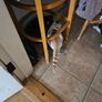 cat adaptio Image 5